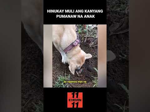 Nanay na aso hinukay muli ang libingan ng kaniyang pumanaw na anak. #shorts #dog #story
