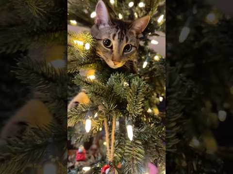 There are 45 days until Christmas 🎄✨#cat #fyp #christmas #catsoftiktok #catlover