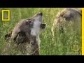 Understanding Canine Evolution and Behavior