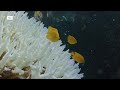Impacts of Ocean Warming on Marine Life