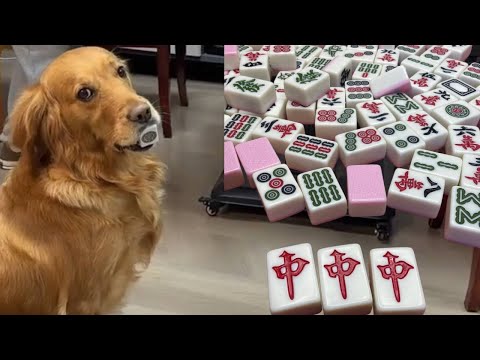 The dog controls the entire mahjong game😆