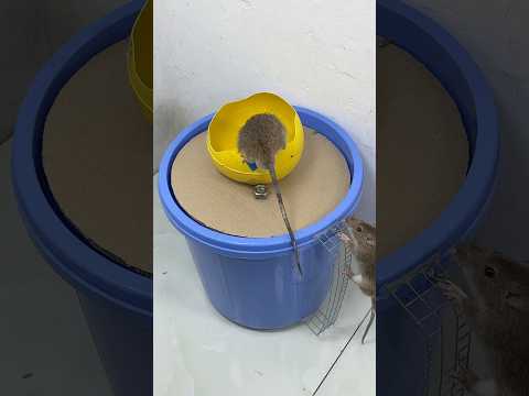 最佳捕鼠器/诱捕器创意，将球和捕鼠器放入桶中 #mousetrap #rat