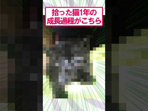 【2ch面白いスレ】拾った猫の成長過程#2ch #2ch面白いスレ