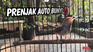 APAPUN PRENJAKNYA DENGAR INI AUTO BUNYI ‼️