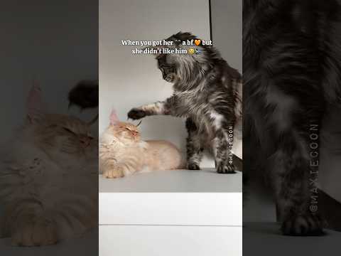 ๐Pushing her floof buttons for 6 years ๐ธ๐พ #mainecoon #catsounds