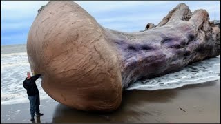 17 Cosas Aterradoras Expulsadas Por El Océano
