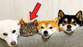 Esta Gata Cree que Es un Perro y Lo Que Hace con Sus Hermanos Shiba Inu Te Sorprenderá ❤️