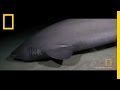 Deep Sea Shark Encounter Quiz