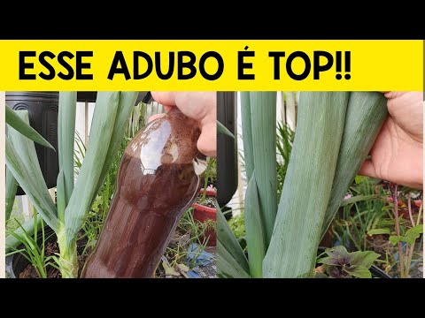 ⭐ADUBO BOMBA!!! OLHA COMO FICOU A MINHA CEBOLINHA 😱