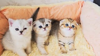 Mom cat said Hi to the dad cat and returned to her kittens.
