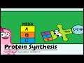 Understanding Protein Synthesis