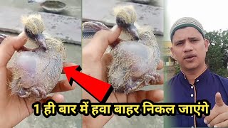 Pot Ma Hawa Bhar Ly Us Ka ilaj 100% ||  कबूतर के बच्चे के पेट में हवा भर गई है