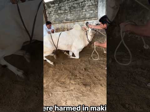 SINGHAM Ke saath Kushti Krni pdi 😨