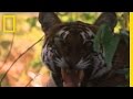 Tiger Conservation and Photography