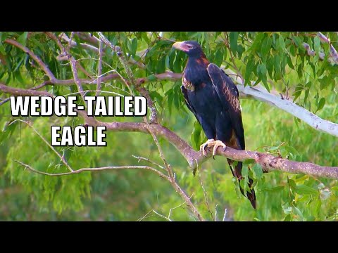 Wedge-Tailed Eagle Snacks on Wallaby