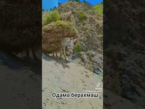 #рек #automobile #rek