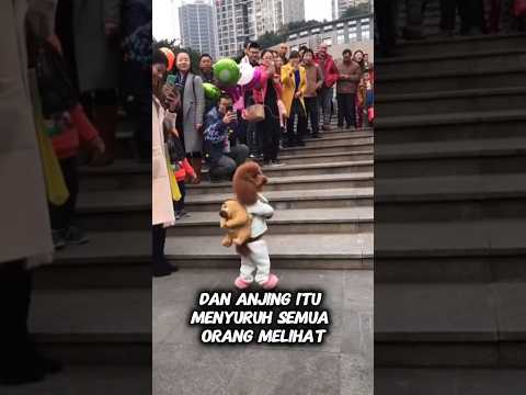 Cara Anjing Ini Berjalan Sangat Mengejutkan
