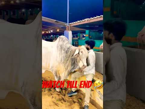 Karachi Cow Mandi | Jameel Memon Mandi | Multan Mandi Update #shorts #cowvideos @ARMaani7#cow #bull