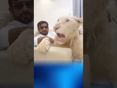 Một bữa ăn mà trong mơ cũng không với tới| Khám phá thế giới #khamphathegioi #giauco #tailoc #dubai