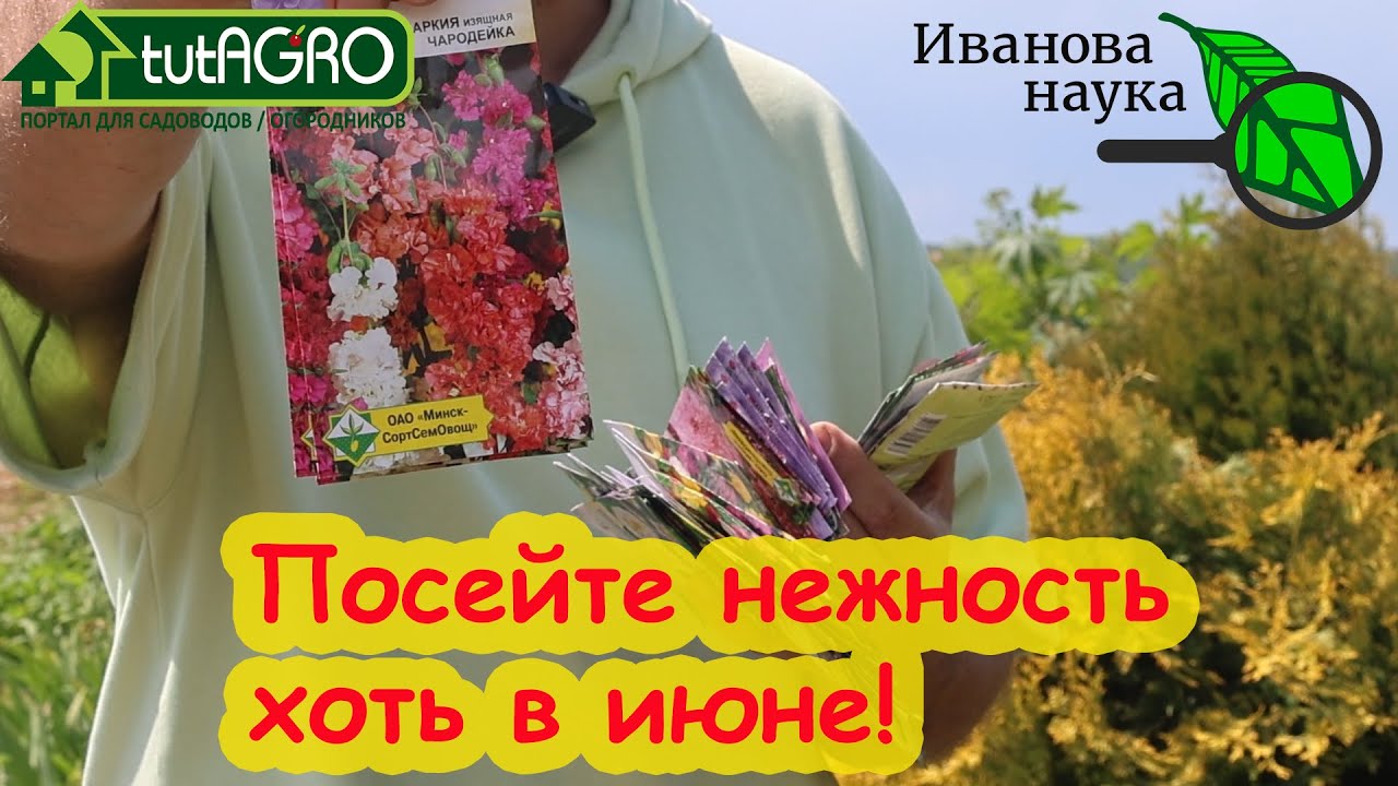 Эти нежные цветы можно сеять даже в июне! Посейте нежность на своем участке.