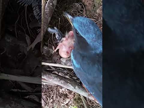 The cuckoo bird was exhausted and rescued two small birds back to their nest杜鹃鸟累坏了，把2只小鸟救回窝里，并且加高了护栏