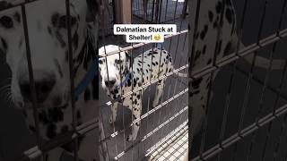 This weeks Adorable Adoptables #dalmatian #frenchie #greatdane