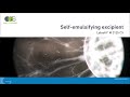 Understanding the Transcript