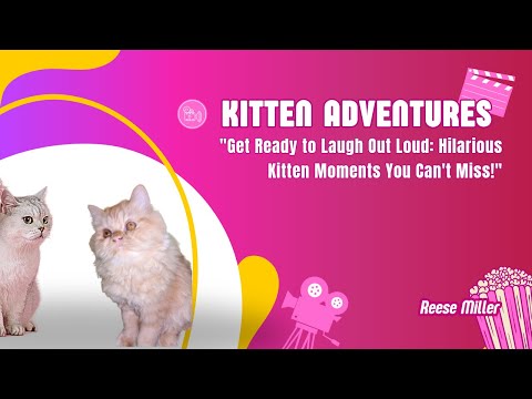 Kitten Adventures: The Funniest Playtime Ever! 😹🐾