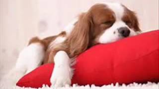 개를위한 음악, 개, 음악, 개를위한 편안한 음악, 분리 불안을 방지 Relax My Dog Music dogs