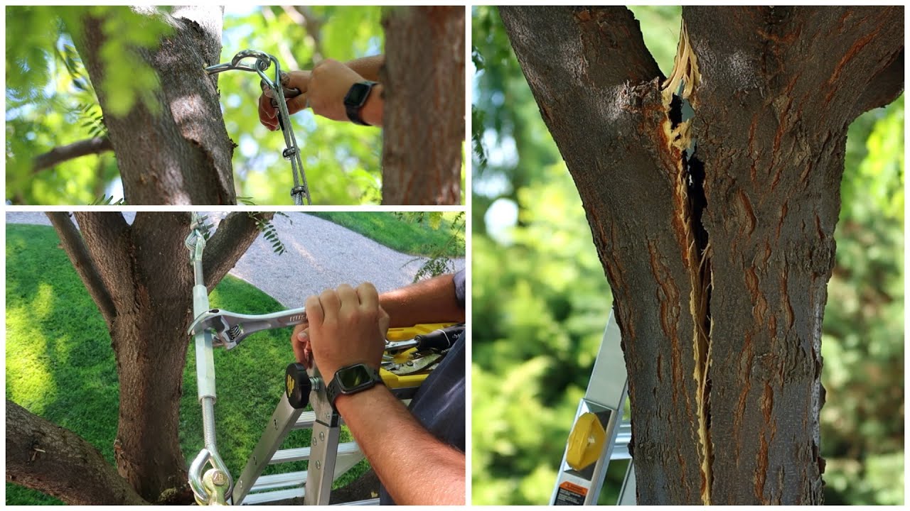 Trying to Save our Tree that Split!