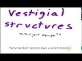 Evolutionary Concepts and Vestigial Structures
