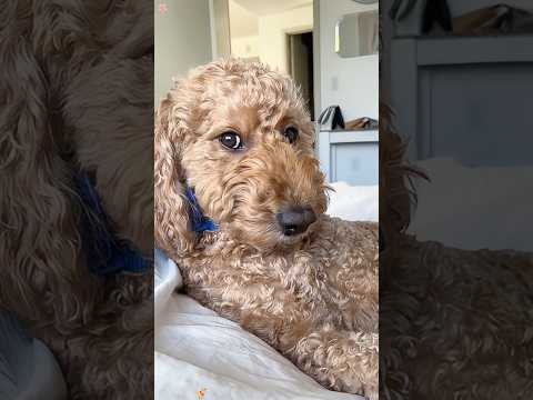 Dramatic dog 😂 #funny #funnyvideo #dog #drama #funnymoment #omg #fypシ゚viral #youtube #pets #fun