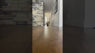Cute Little Sausage Dog