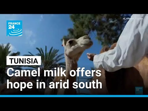 YouTube video thumbnail: Camel Milk Offers Hope in Tunisia's Poor and Arid South