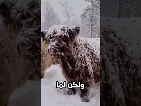الأبقار الافتراضية 😨