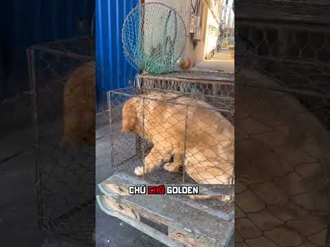 Cuộc Đào Thoát Ngoạn Mục Của 7 Chú Chó:.