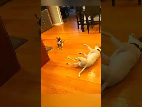 kucing vs anjing 😂 #kucing #kucinglucu #viral #anjing #anjingdankucing