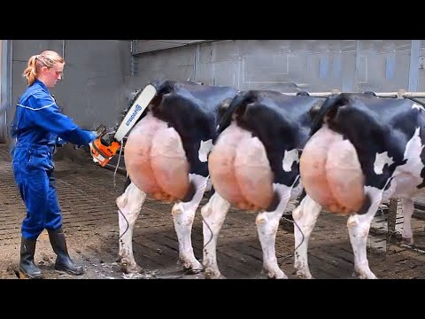 Dangerous Farm #WithMe Cow Farming Hoof Trimming Milk Feeding Pretty Girl Chainsaw Calf Hay Handling