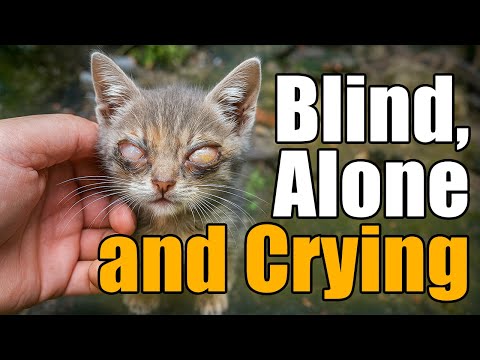 The Blind Kitten Reached for Me — Just to Know Who Saved Him 🇺🇸