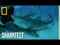 Tiger Sharks and Their Behavior