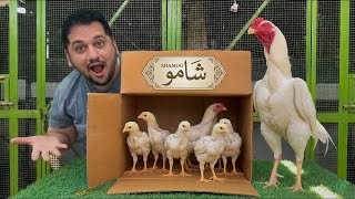 1 month Old King Size Shamo + Pakistani Aseel Murga + Drummer Pakoye, Hsn Entertainment 