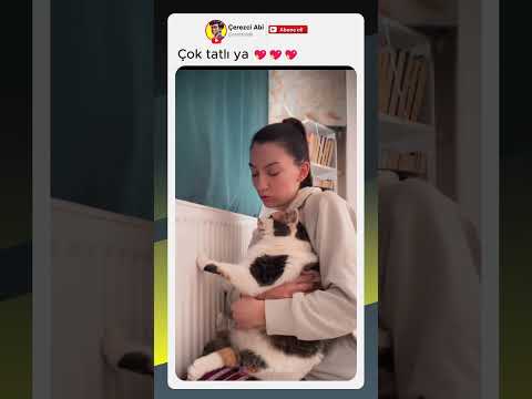 çok tatlı kedi 💖💖💖 #shorts #reels #tiktok