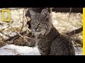 Bobcat and Kitten: A Nature's Lesson