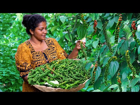 pepper harvest!! in my tropical backyard.they convert to black and make traditional sweets and curry