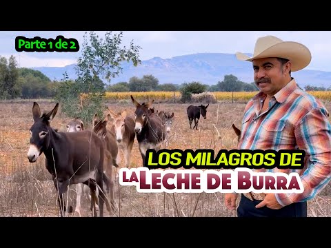AQUÍ HAY MUCHA LECHE DE BURRA para tratar sus males
