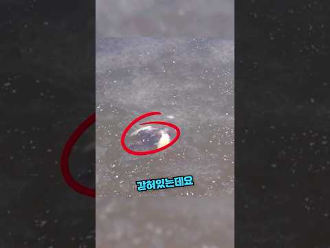 거위가 사람의 도움을 받지 않은 이유