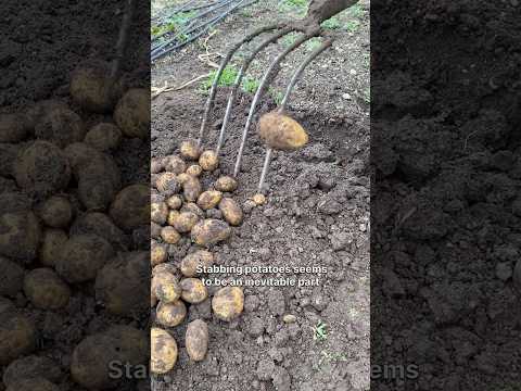 Digging with a Pitch Fork #potatoes #adaptation #growyourownfood