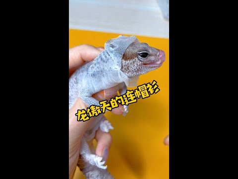 #你好创作者 #潮流生活成长之星 #神奇动物在快手
