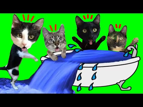 JUEGOS PARA GATOS EN EL BAÑO / Rewind 2024 de los mejores videos de gatos graciosos Luna y Estrella