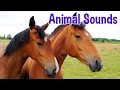 Animal Sounds Identification